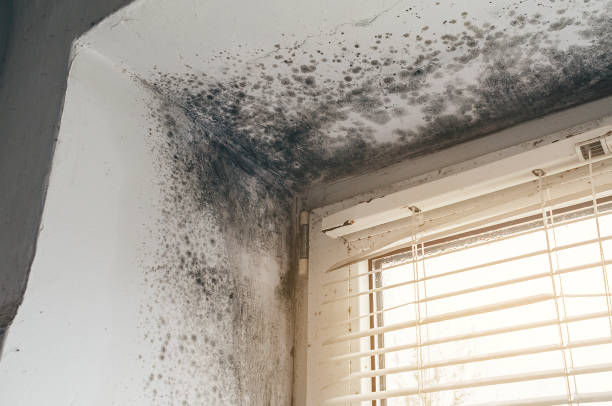 Trusted Basement Mold Remediation service in Camas, WA - Cheap Mold Removal